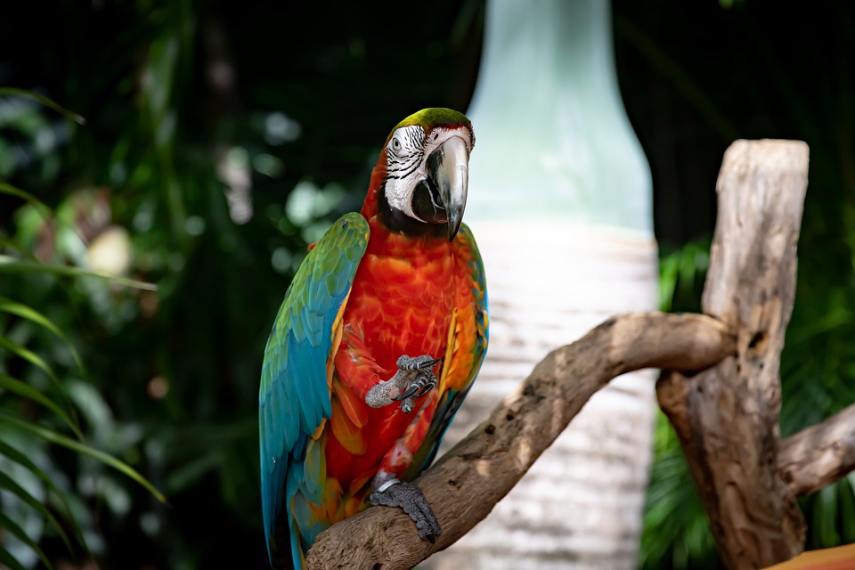 Macaw 1