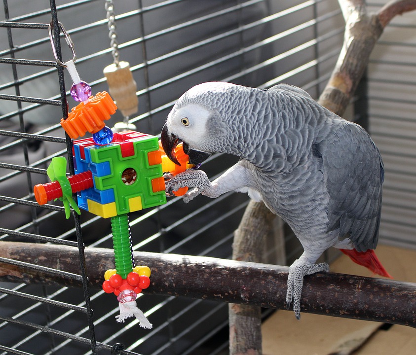 African Grey Parrot with toy 